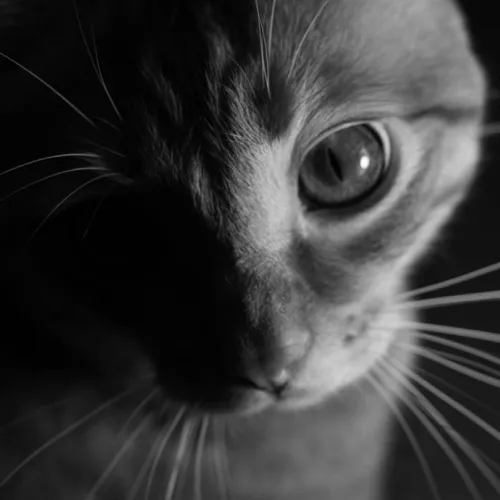 Rocio Bello and Javier Hernando